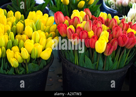 Tulip fleurs coupées à vendre vu de dessus sur le marché aux fleurs au printemps Banque D'Images