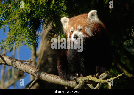 Moindre ou panda rouge (Ailurus fulgens fulgens) Banque D'Images