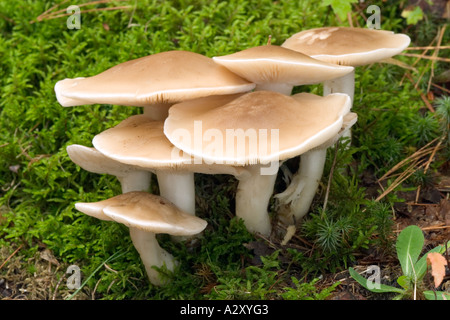 Les frais de plus en plus cireux de champignons dans un patch moss Banque D'Images