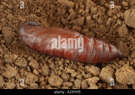 Privet Hawk Moth Chrysalide - Sphinx ligustri Banque D'Images