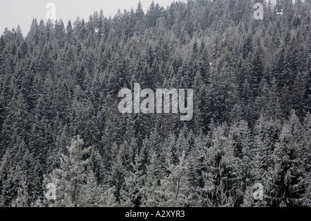 Scène enneigée d'arbres de Noël sur les hauteurs d'Oslo, Norvège. Banque D'Images