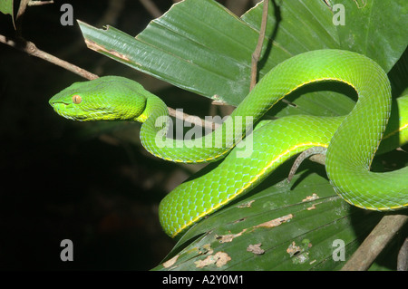 White-lipped Pit Viper à Khao Yai National Park, Thaïlande Banque D'Images