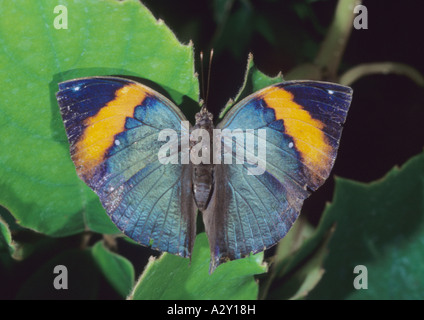 Kallima inachus papillon tropical Banque D'Images