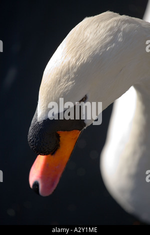 Libre d'une tête de cygne en Grande-Bretagne Banque D'Images