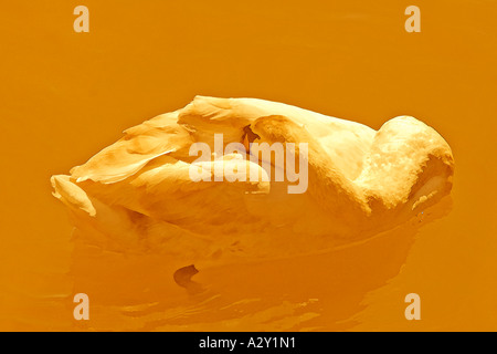 Fine art photographie orange converti en effet aquarelle d'un cygne Banque D'Images