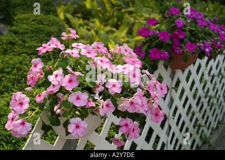 Les arbustes à fleurs pourpre clusters piscine clôture des brindilles de bambou rose rouge blanc de couverture Banque D'Images