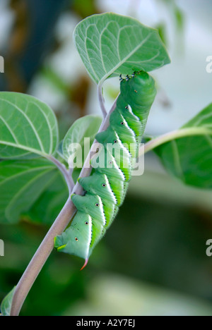 Sphinx moth caterpillar privet hawk moth se nourrissant sur une feuille verte Banque D'Images