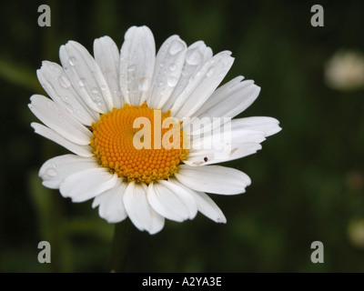 Dans l'Alaska Juneau Daisy closeup Banque D'Images