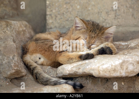 Un chat dormant sur le sable des roches chaudes Banque D'Images