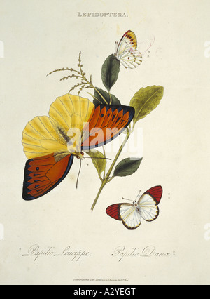 Leucippe et Papilio Papilio danae Banque D'Images
