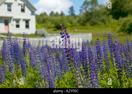 Lupins violet avec New England home et clôture blanche en arrière-plan Banque D'Images