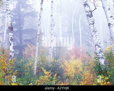 Shelburne birches tôt le matin, le brouillard d'automne Banque D'Images