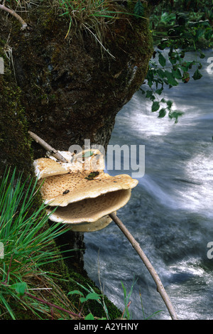 La dryade (Polyporus squamosus Champignons selle), fruit d'un frêne étêtés à côté de la rivière Severn. Powys, Pays de Galles, Royaume-Uni. Banque D'Images