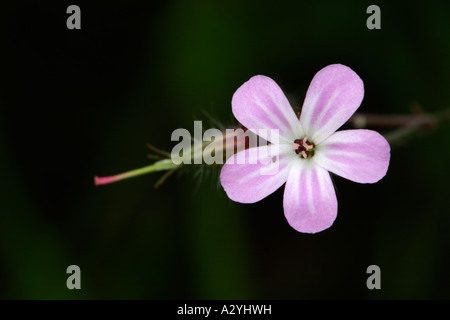 Herb Robert (Geranium robertianum) Banque D'Images