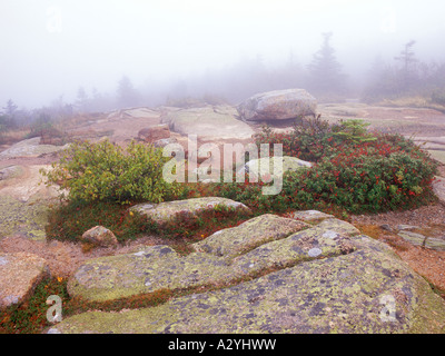 Des roches couvertes de lichen brouillard matinal haut de Cadillac Mountain Banque D'Images