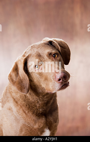 Chesapeake bay retriever Banque D'Images