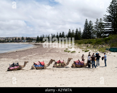 Les chameaux EN TOURNAGE SUR VICTOR HARBOR BEACH Australie du sud de la péninsule de Fleurieu Banque D'Images