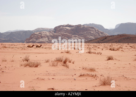 Camel famille dans le désert de Wadi Rum, Jordanie, Moyen-Orient Banque D'Images