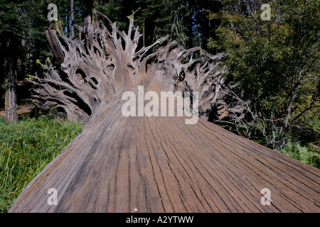 Les arbres Séquoia géant dans le Parc National Sequoia géant de Californie USA monument des forêts à l'échelle du tronc de l'arbre les racines mortes tombées Banque D'Images