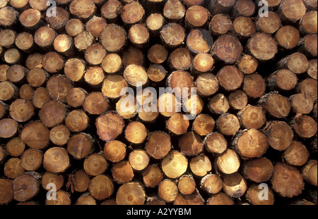 Bois empilé arbres coupés en attente d'être supprimé de la forêt l'Angleterre Banque D'Images