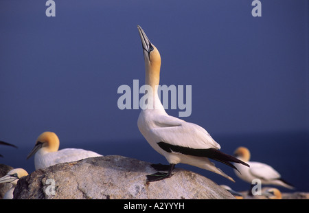 Le Fou de Bassan (Morus bassanus) sur l'île Great Saltee. Le comté de Wexford, Irlande. Banque D'Images