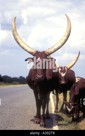 Bovins Ankole avec cornes spectaculaires sur le bord de la route en Ouganda Banque D'Images