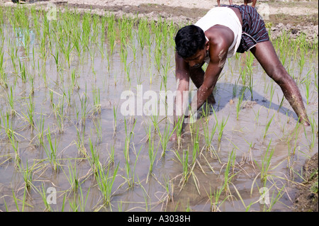 Un homme travaillant dans un champ de riz au Bangladesh Banque D'Images