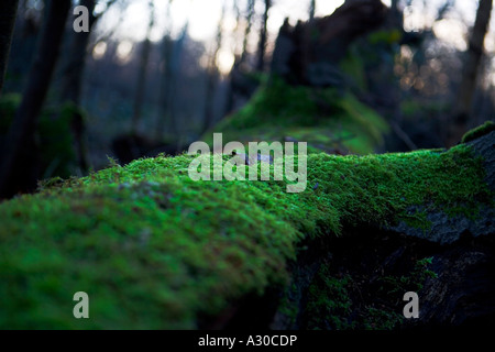 Vert Mousse poussant sur un arbre tombé dans la forêt d'Epping Banque D'Images