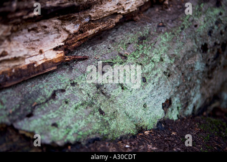 Lichen vert poussant sur un arbre tombé dans la forêt d'Epping Banque D'Images
