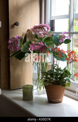 Houseplant on windowsill de début du 19ème siècle London House Banque D'Images