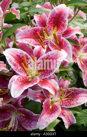 Gros plan cluster rose foncé à cramoisi parfumé Lily Lilium orientalis Stargazer variété de lys hybrides bulbes de tête de fleur poussant dans le jardin Angleterre Royaume-Uni Banque D'Images