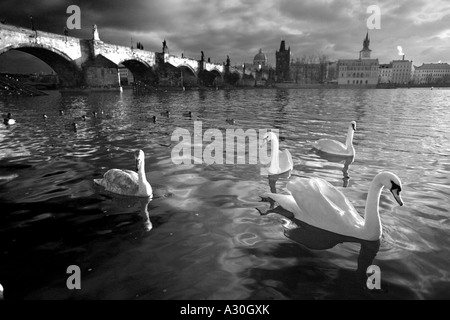 Les cygnes noir et blanc sur la Rivière Vltava avec le Charles Bridge Prague République Tchèque Europe Banque D'Images