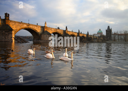 Cygnes sur la Rivière Vltava avec le Charles Bridge Prague République Tchèque Europe Banque D'Images