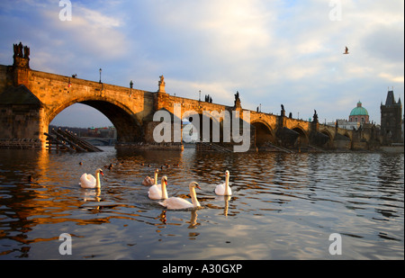 Cygnes sur la Rivière Vltava avec le Charles Bridge Prague République Tchèque Europe Banque D'Images