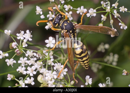 Guêpe à papier européenne (Polistes dominula). Slovénie, fin août. Banque D'Images