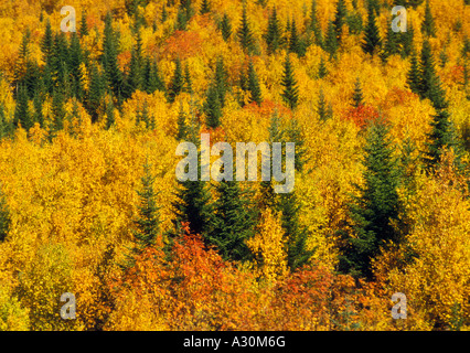 Les arbres aux couleurs vives sur une colline dans le Parc de la Gaspésie Québec Banque D'Images