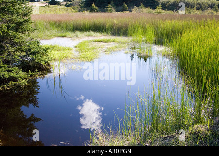 Reflétant la piscine Banque D'Images