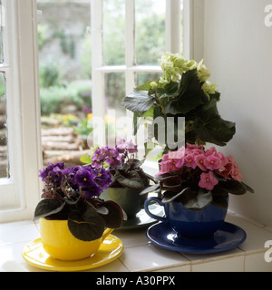 Variété de primevères dans les tasses on windowsill Banque D'Images