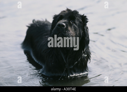 Chien noir dans le lac jusqu'à Hyde Park Londres Banque D'Images