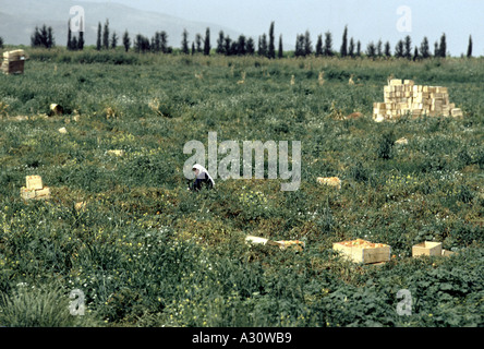 Vallée du Jourdain, Israël Banque D'Images