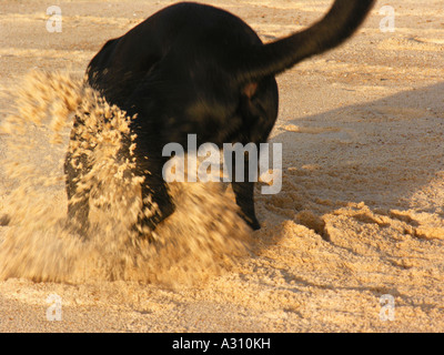 Chien - creuser dans le sable Banque D'Images