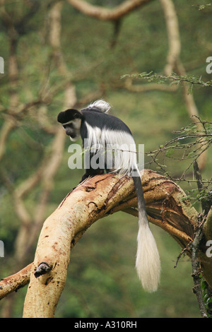 Guereza - sitting on branch / Colobus polykomos Banque D'Images