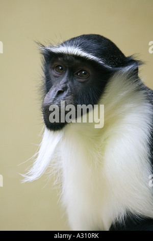 Diana monkey (cercopithecus diana). Portrait d'animaux adultes Banque D'Images