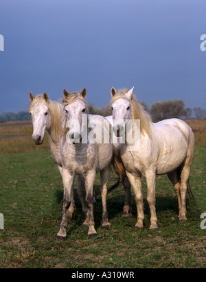 3 Camarguehorses - on meadow Banque D'Images