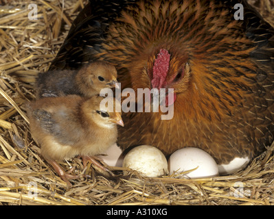Poulet domestique. Poule avec œufs et poussins Banque D'Images