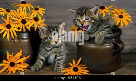 Deux chatons - entre les fleurs Banque D'Images