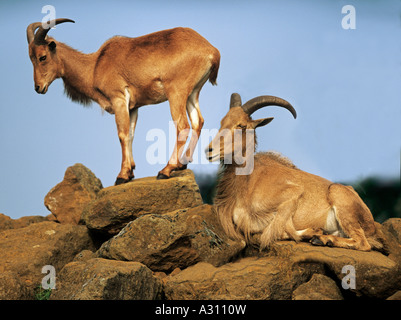 Deux moutons de Barbarie - Ammotragus lervia sur rock / Banque D'Images