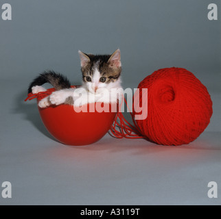 Chaton avec balle de laine rouge Banque D'Images