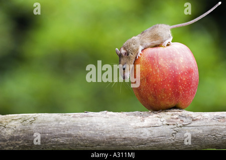 Souris domestique (Mus musculus) sur apple Banque D'Images