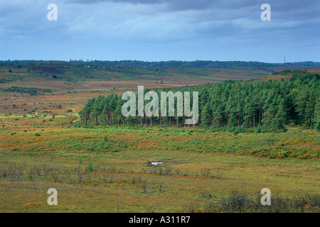 Vue sur un jour de tempête de Hampton Ridge Nouvelle Forêt Hampshire England UK Banque D'Images